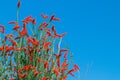 Ocotillo flowers blooming.