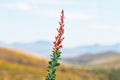 Ocotillo flowers blooming.