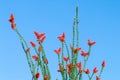 Ocotillo flowers blooming.