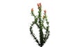 Ocotillo flowers - isolated on white background