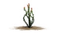 Ocotillo flowers on a sand erea