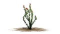 Ocotillo flowers on a sand erea