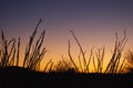 Ocotillo, Fouquieria splendens Royalty Free Stock Photo