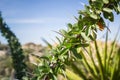 Ocotillo Fouquieria splendens leaves close up, Joshua Tree National Park, California