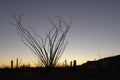 Ocotillo Fouquieria splendens, Organ Pipe Cactus National Monument, Arizona