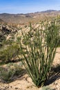 Ocotillo Fouquieria splendens plant, Joshua Tree National Park, California