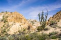 Ocotillo Fouquieria splendens plant on the trails of Joshua Tree National Park, California