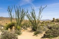 Ocotillo Fouquieria splendens plants bordering a hiking trail, Joshua Tree National Park, California