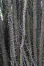 Ocotillo, Fouquieria splendens ssp. splendens