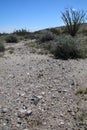 California Park Series - Anza-Borrego Desert - Ocotillo Plant - Fouquieria splendens