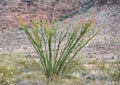 Ocotillo, Kofa National Wildlife Refuge