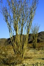 Ocotillo and Mountains 49045