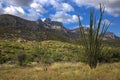 Ocotillo