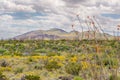 Ocotillo and Paper Flowers, Chisos Mountain Range, Big Bend National Park, TX Royalty Free Stock Photo