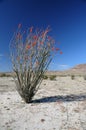 Ocotillo plant. Royalty Free Stock Photo