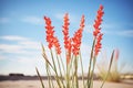 ocotillo plant with long stems and red flowers in desert