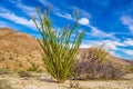 Ocotillo Plant