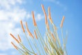 ocotillo plant with tall, spiny stems