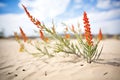 ocotillo plants with red blooms in a sandy desert