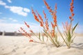 ocotillo plants with red blooms in a sandy desert