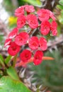 Ocotillo After Rain Royalty Free Stock Photo