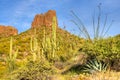 Ocotillo