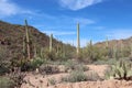 Ocotillo, Saguaro, Prickly Pear, Cholla Cacti and scrub brush growing on a rocky mountain side Royalty Free Stock Photo