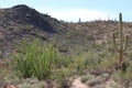 Ocotillo, Saguaro, Prickly Pear, Cholla Cacti and scrub brush growing on a rocky mountain side in Saguaro National Park Royalty Free Stock Photo