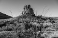 Ocotillo Stand Tall At The Base Of The Chimneys In Big Bend