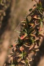 Ocotillo Stem Closeup Vertical with spider web Kofa Wildlife Reserve