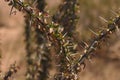 Ocotillo Stem Closeup Kofa Wildlife Reserve