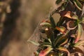 Ocotillo Stem Closeup Horizontal with spider web Kofa Wildlife Reserve
