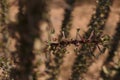 Ocotillo Stem Closeup with spider web Kofa Wildlife Reserve