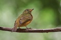 Ocre bird perched on a tree branch