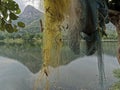 Fishing nates dryig on bamboo resting two Palash or Butea monosperma Trees By Lake Against Sky and hills of Aravalli Royalty Free Stock Photo