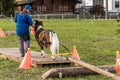 Horse logging with small horses, ponies, pony Royalty Free Stock Photo