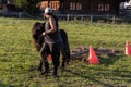 Horse logging with small horses, ponies, pony Royalty Free Stock Photo