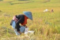 Oct 8, 2019, Indonesia : Indonesian farmer man sifting rice in the fields