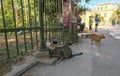 Stray cats of the Acropolis, Athens, Greece