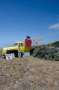 SWANTON, CA: Old truck on display at the Swanton Berry Farm, a U-Pick organic strawberry farm along the Pacific Royalty Free Stock Photo