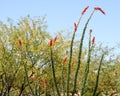 Octillo in Bloom at Sabino Canyon Recreation Area