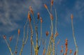 Octillo wildflower bloom tucson arizona