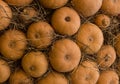 October autumn background pumpkins row. Wall fruit texture natural rural web design Royalty Free Stock Photo