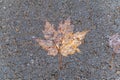 October autumn background single colorful maple leaf red orange yellow fall foliage on wet asphalt texture ground Royalty Free Stock Photo