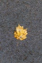 October autumn background single colorful maple leaf red orange yellow fall foliage on wet asphalt texture ground Royalty Free Stock Photo