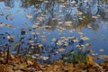 October. Autumn in the park. Fallen leaves in the river.