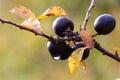 October black berries after rain