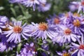 Late chrysanthemums are made drunk moisture and warmed by the last heat.