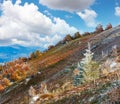 October Carpathian mountain Borghava plateau with first winter snow and autumn colorful bilberry bushes Royalty Free Stock Photo