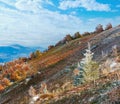 October Carpathian mountain Borghava plateau with first winter snow and autumn colorful bilberry bushes Royalty Free Stock Photo